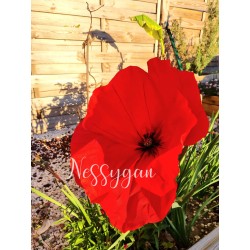 Coquelicot une fleur consolatrice