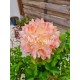 Hortensia 