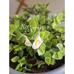 Boucles d'oreilles Calla arum blanc