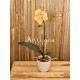 Orchidée jaune orange avec son pot