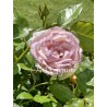 Fleur rose violine "Lily "