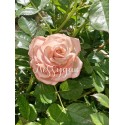 Fleur rose pêche "Musa "