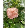 Fleur rose pêche "Musa "