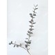 Branche d'eucalyptus gunnii