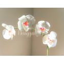 Orchidée Phalaenopsis Artisanale – Une Fleur Qui Ne Fane Jamais main